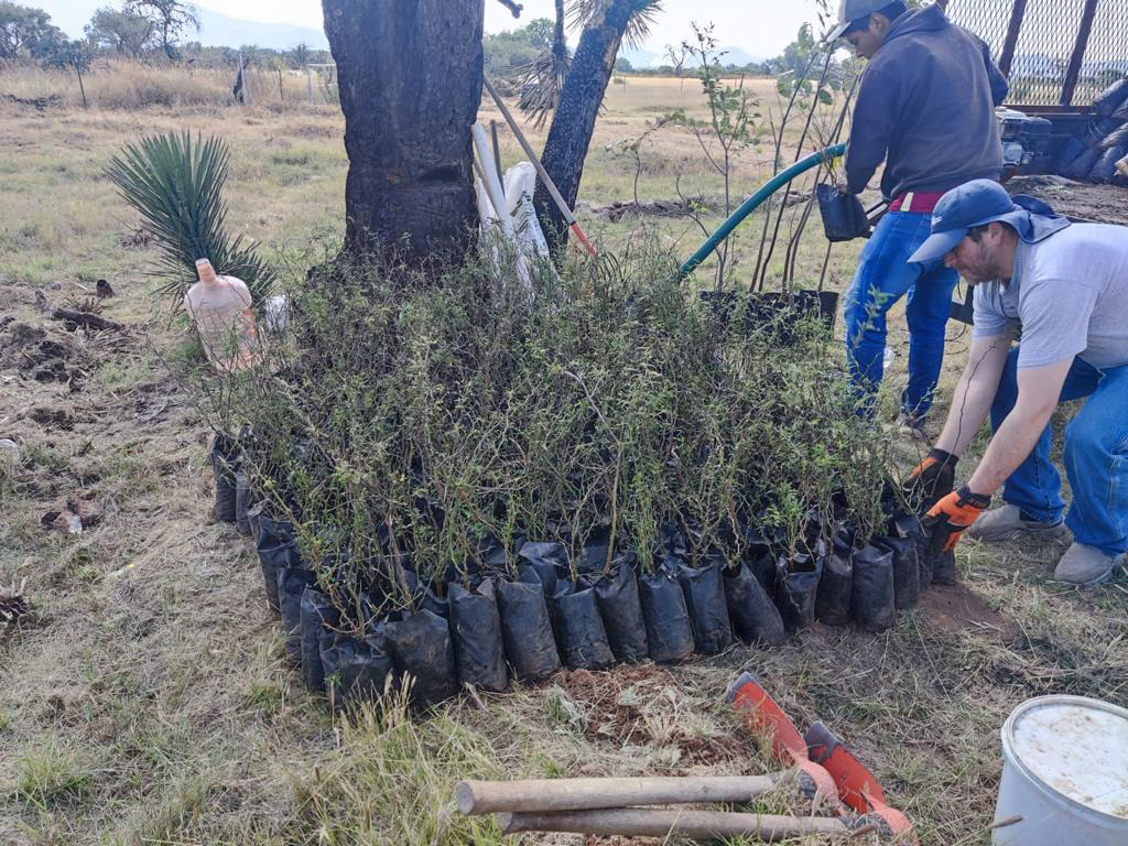 PRAMSEI - Proyectos: Programas de reforestación y reubicación
