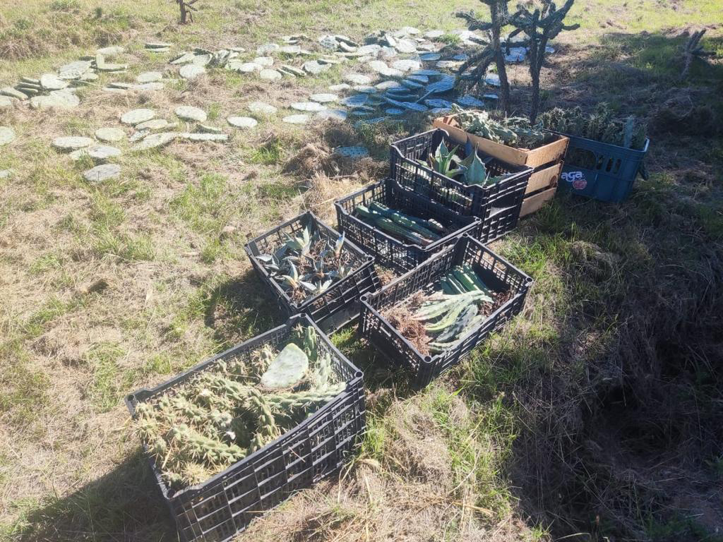 PRAMSEI - Proyectos: Programas de reforestación y reubicación