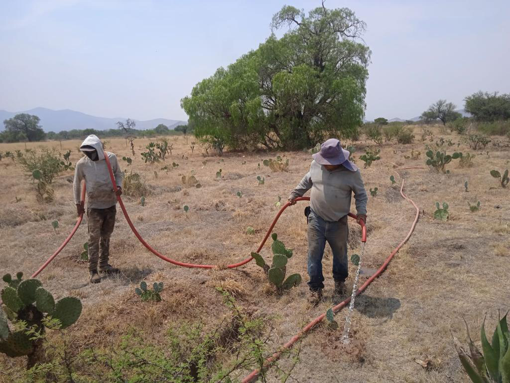 PRAMSEI - Proyectos: Programas de reforestación y reubicación