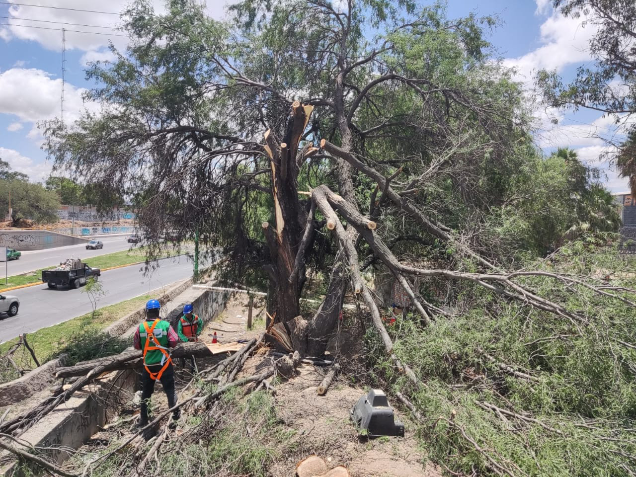 PRAMSEI - Proyectos: Programas de reforestación y reubicación