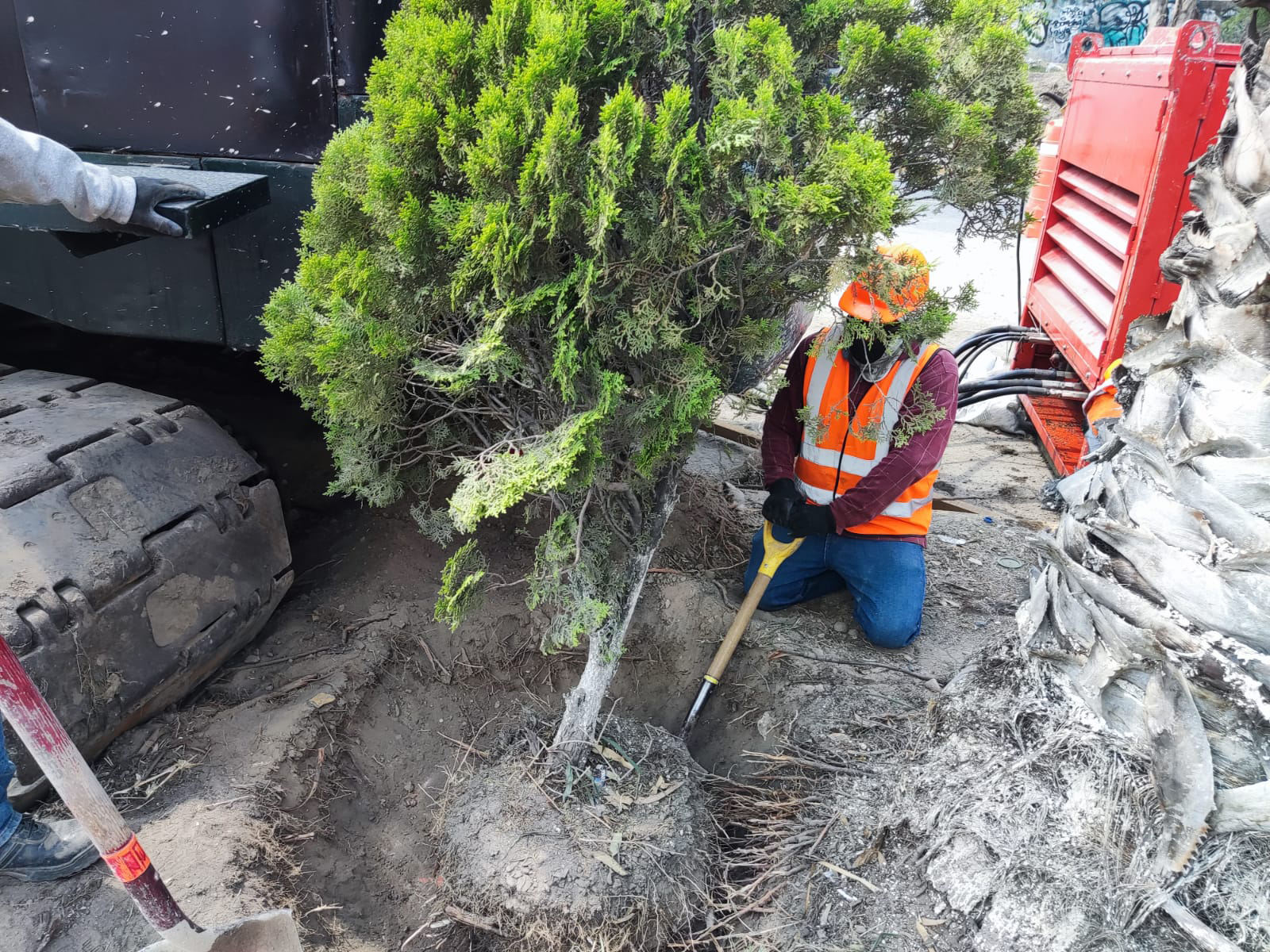 PRAMSEI - Proyectos: Programas de reforestación y reubicación