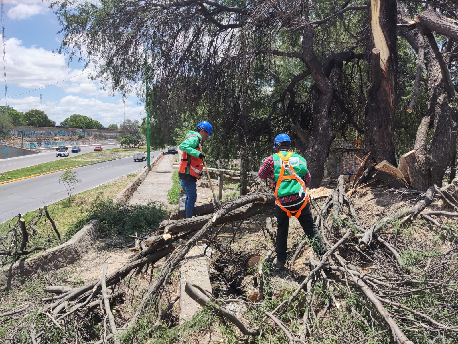 PRAMSEI - Proyectos: Programas de reforestación y reubicación